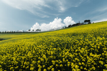 Fototapeta premium Tuscany rolling hills landscape with blooming rapeseed flowers in springtime, Val d'Orcia, Italy 