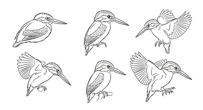 Kingfisher Bird Line Art Collection in Various Poses