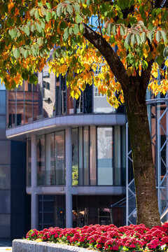flowers and plants beneath a tree frame Nordic urban architecture, where facade windows and courtyard exterior details appear through warm light