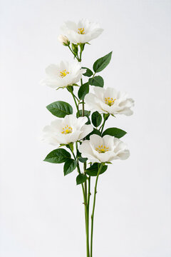 white flowers on a white background