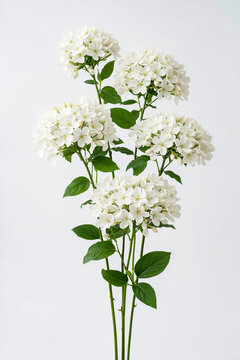 Delicate White Hydrangea Branch On White
