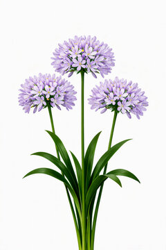 Vibrant Purple Agapanthus Cluster On White