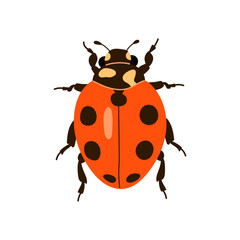 Fototapeta premium Cute red ladybug with black spots top view vector illustration isolated on white background