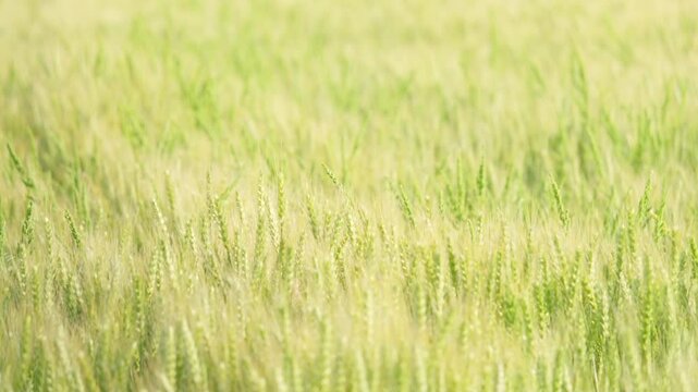 Peaceful Rural Wheat Field with Soft Focus