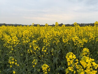 Obraz premium Frühling in Menden im Sauerland 