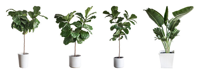 Fototapeta premium PNG Elegant indoor potted plants collection on transparent background