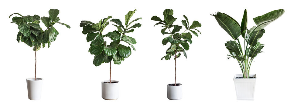 PNG Elegant indoor potted plants collection on transparent background