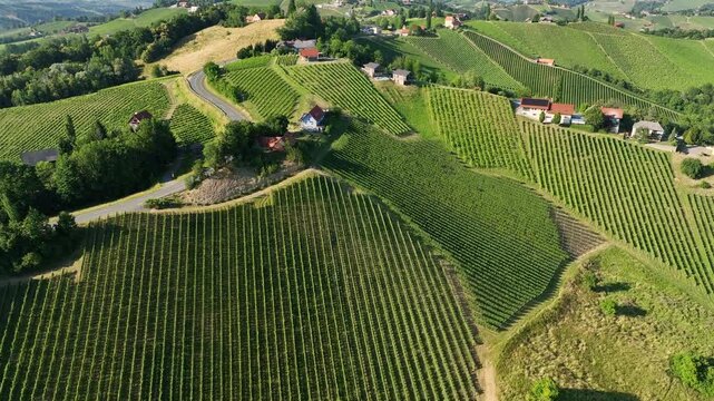 Summer drone footage shows Styria vineyards glowing in sunset light, rolling hills covered in green rows, warm atmosphere, calm landscape, smooth motion capturing quiet beauty of wine country.