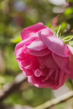 Macro immagine di rosa Bourbon in un giardino di primavera 