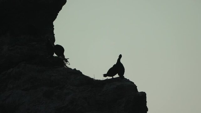 Cormorants, Silhouettes, Cliff. Two birds preening on a dark, rocky ocean cliff edge against a dramatic, contrastive sky at dusk.