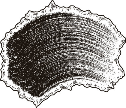 A solitary, dark burnt umber stamp on a pristine white background showcases intricate crinkled textures and sharp edges, ideal for vectorization