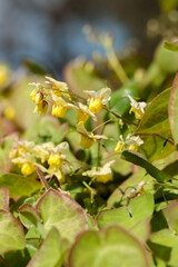 Obraz premium Lovely Epimedium Sulphureum, often known as Barrenwort, will produce attractive lemon yellow flowers. They work well in garden borders or patio pots in shady locations of the garden. 