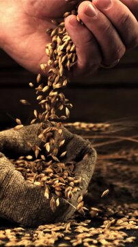 The super slow motion of wheat grains fall from a man's hand into a pouch. On a wooden background. Filmed on a high-speed camera at 1000 fps.High quality FullHD footage