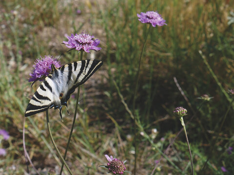  Butterfly species, Iphiclides feisthamelii, copy space.