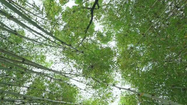Bamboo forest canopy view showing tall green stalks