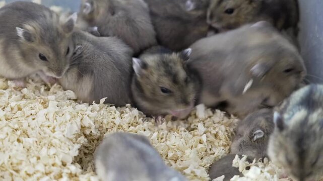 Cute Dwarf Hamsters Playing and Nesting in Wood Shavings Bedding