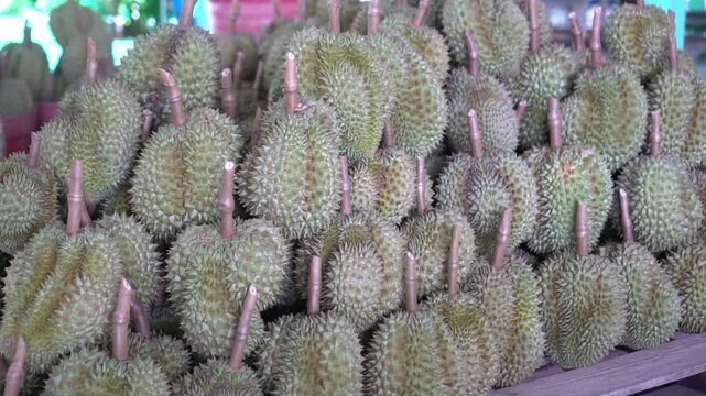 durian fruit on tropical orchard with stems stacked dense pile at street market