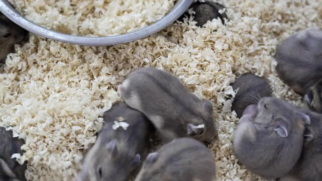 Cute Dwarf Hamsters Playing and Nesting in Wood Shavings Bedding