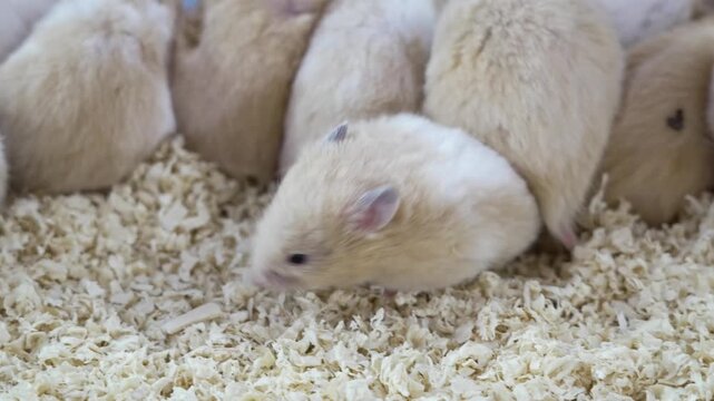 Group of Cute Golden Hamsters Nestling Together in Wood Shavings Bedding