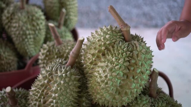 durian fruit on tropical orchard with stems stacked dense pile at street market