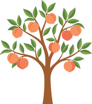 Cartoon peach tree with green leaves and ripe peaches on white background