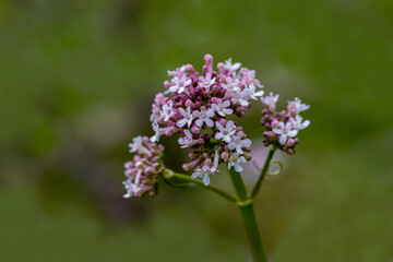 Obraz premium Soft pink flowers of common valerian - Valeriana officinalis