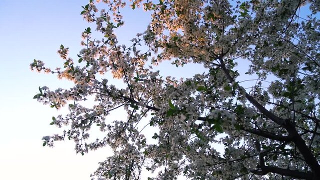 flowering and pollination of flowers on a cherry tree in spring