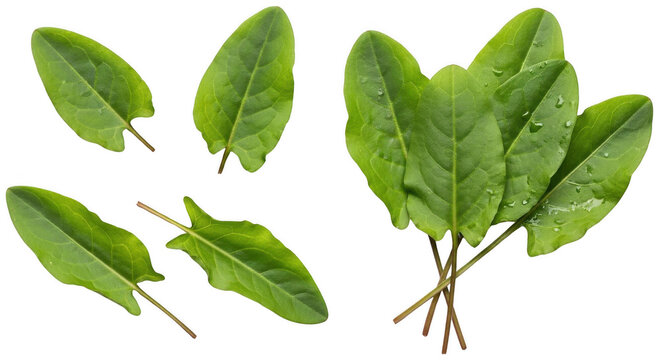 Fresh organic green sorrel leaves with delicate water droplets shown in a set isolated transparent background image