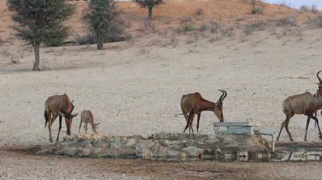 A herd of red hartebeests with a calf sharing a waterhole with a pair of black-backed jackals for a drink, Kgalagadi Transfrontier Park.