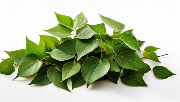 Kudzu Isolated On White Background