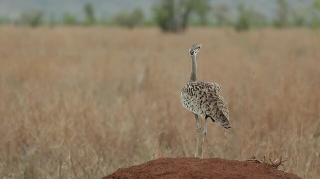 Wide shot of a black-bellied bustard standing on a termite mound turning its heads and checking its surroundings, Kruger National Park.