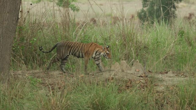 A muddy tiger standing next to a tree looking at prey moving in the distance before shaking and starting to walk, Bandhavgarh National Park.