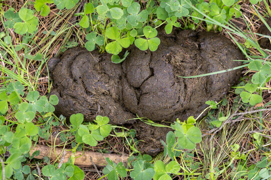 It shows animal droppings encountered in the wild.