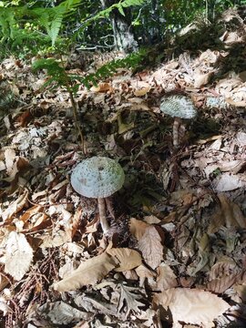 Setas silvestres Macrolepiota creciendo entre hojas secas y helechos en un bosque caducifolio, Espa&ntilde;a.