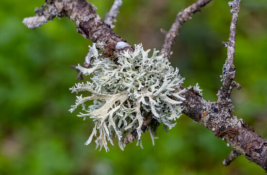 Lichen Oakmoss ( Evernia prunastri ) on a tree trunk. Nature background.