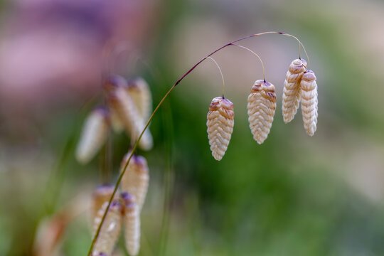 Beautiful vertical photo of green and white Greater quaking-grass is in a garden in autumn