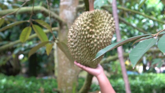 durian fruit on tropical orchard durians on tree haverst in thailand
