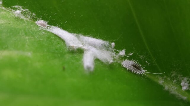 Mealybug slowly crawling toward waxy coating on a green leaf macro