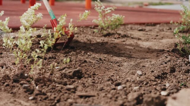 Loosening soil with garden hoe during landscaping preparation close up
