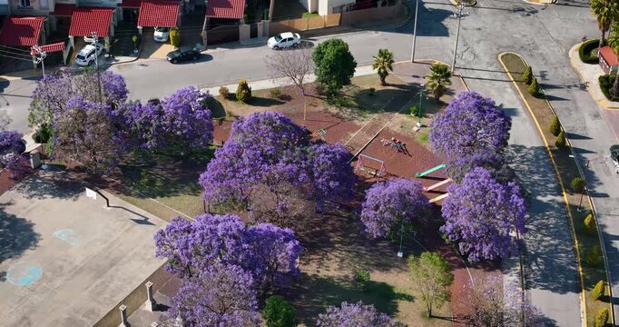 Aerial view of an urban residential park in Mexico City surrounded by dense blooming jacaranda canopies, adding vibrant purple color to the springtime city landscape.