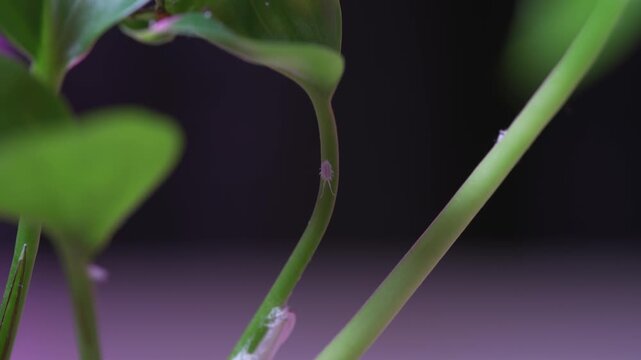Mealybug crawling up a plant stem in a macro close-up view