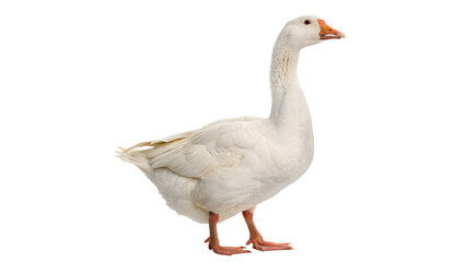 A domestic white goose bird standing gracefully side view profile facing forward farm livestock isolated on transparent background cut out © Ivan
