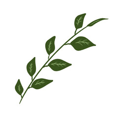 Fototapeta premium Green leaves
