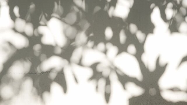 Sunlight casting abstract tree and leaf shadows on white wall