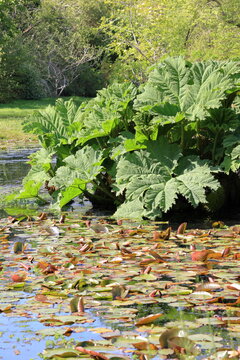 Gunnera tinctoria giant green plants by the water with lily pads floating on the surface. Landscaping of a wetland area.
