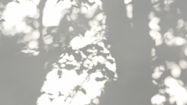 Sunlight casting abstract tree and leaf shadows on white wall