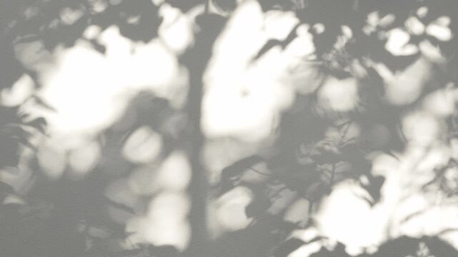 Sunlight casting abstract tree and leaf shadows on white wall