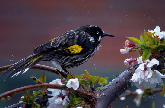 Dainty chirpy  yellow and black Australian New Holland Honey eater perched in a Robyn Gordon grevillea cultivar  sipping nectar from the sweet red flowers on a sunny morning in early spring.