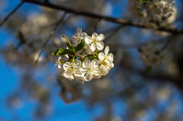 Naklejka premium flowering and pollination of flowers on a cherry tree in spring