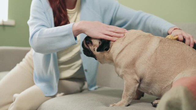 Caring woman brushing pug dog fur with grooming tool, removing loose hair and maintaining pet hygiene on a sofa in a cozy home setting